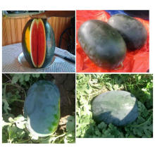 RW18 Meiyou big oval black F1 hybrid watermelon seeds for planting